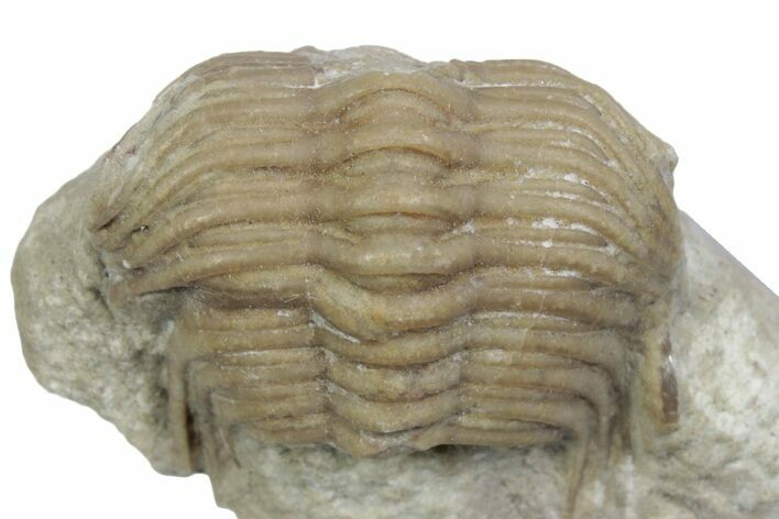 Bargain, Cybele Panderi Trilobite Fossil - Russia #363140